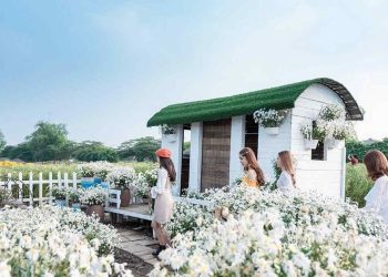 Khám Phá Vườn Hoa Cúc Họa Mi Tuyệt Đẹp Ở Đà Lạt