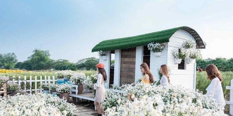 Khám Phá Vườn Hoa Cúc Họa Mi Tuyệt Đẹp Ở Đà Lạt