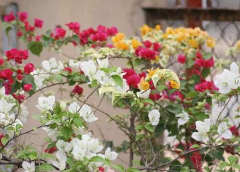 Một số lưu ý ghép cây hoa giấy