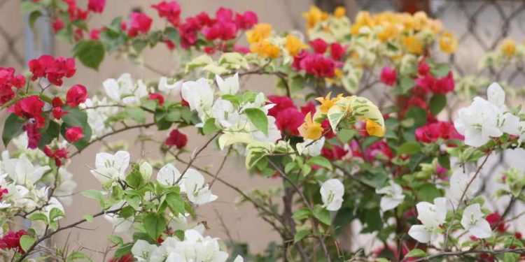 Một số lưu ý ghép cây hoa giấy