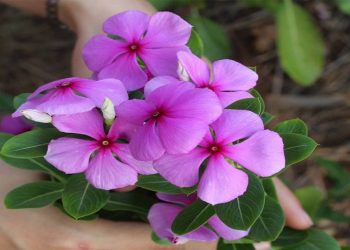 Giá trị của hoa dừa cạn