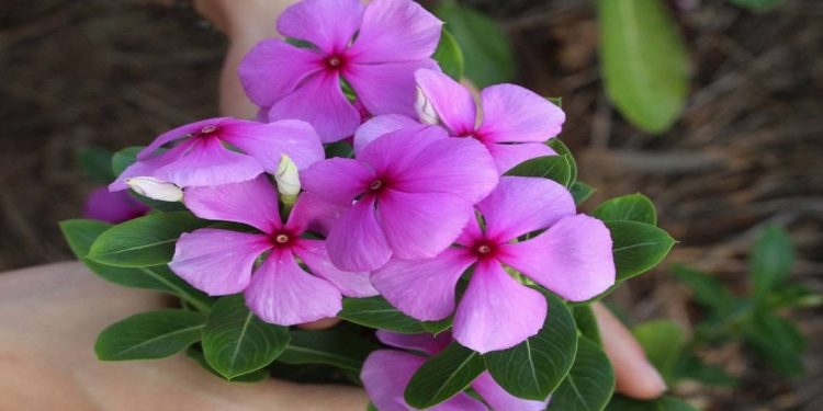 Giá trị của hoa dừa cạn