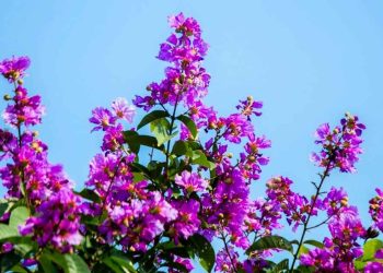 Cách lựa chọn chậu để trồng