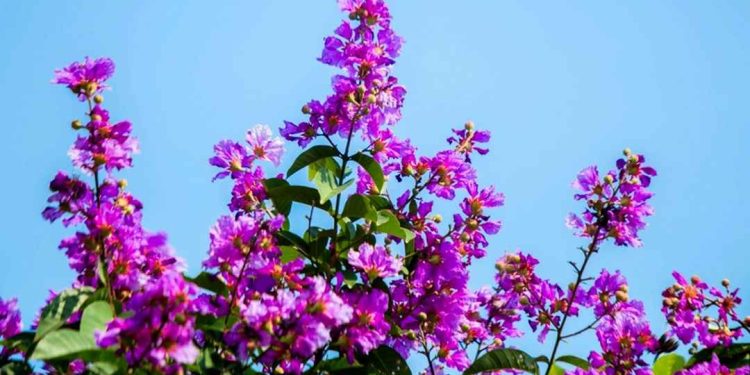 Cách lựa chọn chậu để trồng