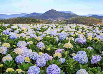 Đặc điể hoa cẩm tú cầu