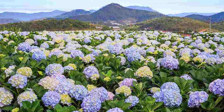 Đặc điể hoa cẩm tú cầu