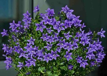 Hoa Chuông Serbian là một loài hoa đặc trưng của Serbia