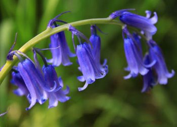 Hoa chuông xanh là một trong những loại hoa được ưa chuộng