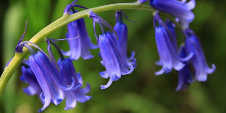 Hoa chuông xanh là một trong những loại hoa được ưa chuộng