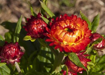 Kỹ thuật trồng hoa cúc bất tử