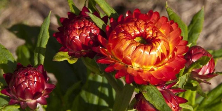 Kỹ thuật trồng hoa cúc bất tử