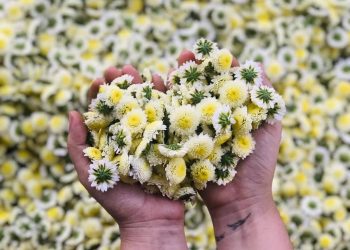 Hoa cúc Đinh Hương