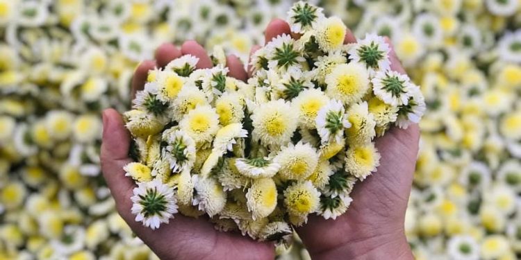 Hoa cúc Đinh Hương