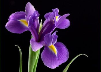 Hoa Diên Vĩ Louisiana là một loài hoa được truyền từ nhiều thế hệ