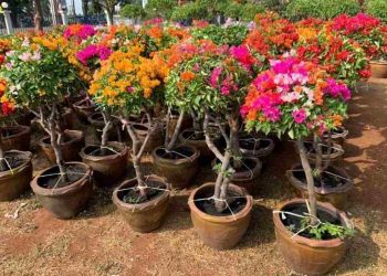 Nguồn gốc và tên gọi của hoa ngũ sắc Thái Lan