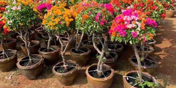 Nguồn gốc và tên gọi của hoa ngũ sắc Thái Lan