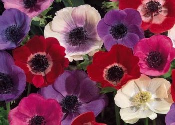 Hoa hải quỳ được mệnh danh là “con gái của thần gió”