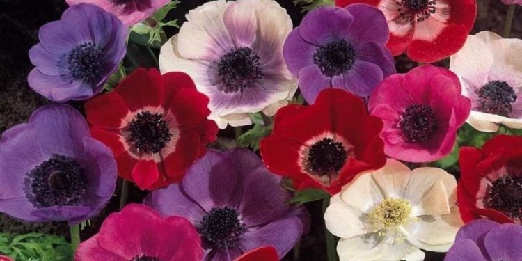 Hoa hải quỳ được mệnh danh là “con gái của thần gió”