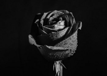 Loài hoa hồng đen này mang đến nhiều ý nghĩa khác nhau.