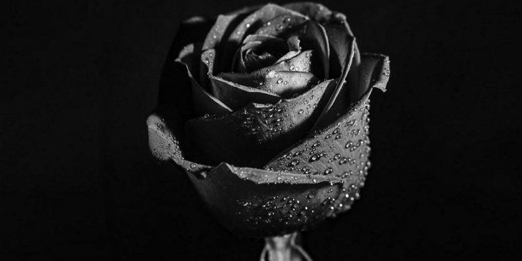 Loài hoa hồng đen này mang đến nhiều ý nghĩa khác nhau.