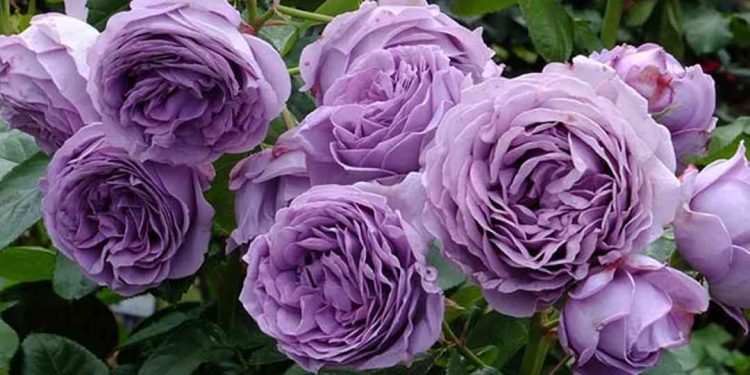 Cách trồng để có hoa đẹp