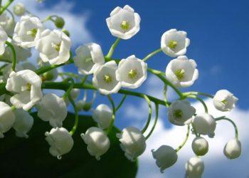 Lưu ý khi sử dụng hoa lan chuông