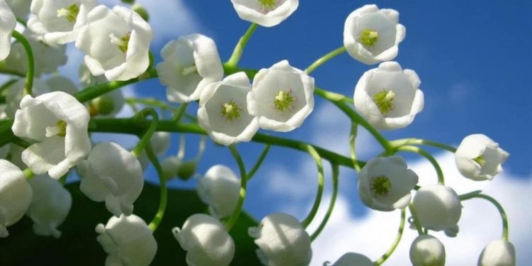 Lưu ý khi sử dụng hoa lan chuông