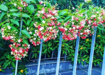 Cách trồng hoa sử quân tử