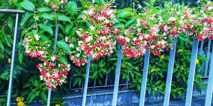 Cách trồng hoa sử quân tử