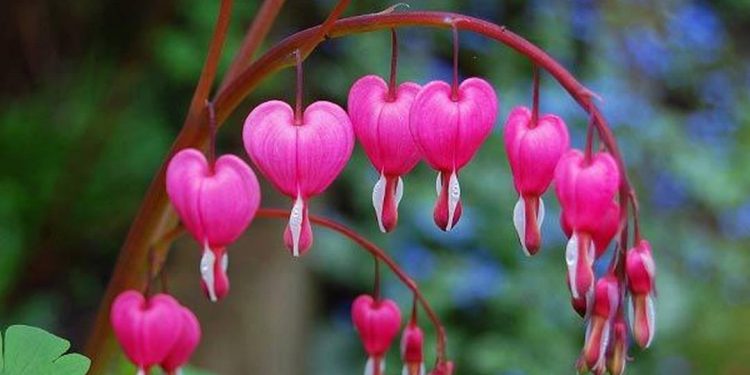 Bông Tigon Hồng có màu sắc đẹp và rực rỡ