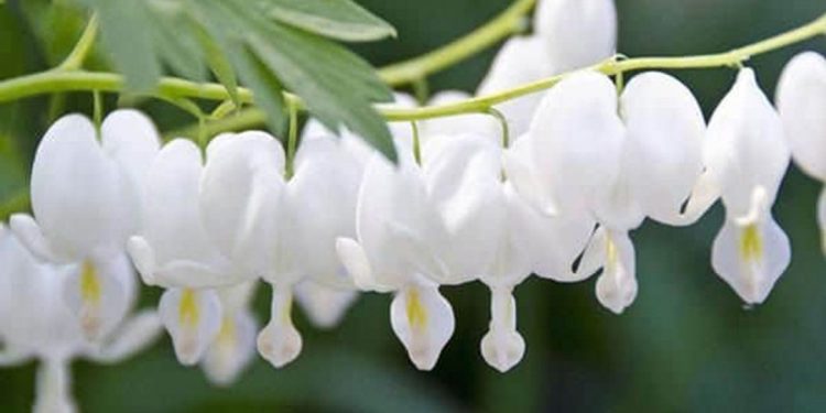 Cách trồng và chăm sóc