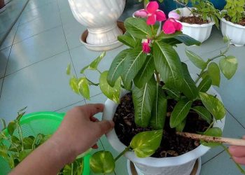 Loài hoa dừa cạn là một loại cây được ưa chuộng