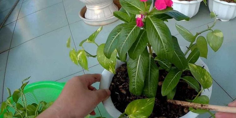 Loài hoa dừa cạn là một loại cây được ưa chuộng