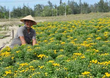 Hoa cúc vàng là một loại hoa đẹp, thơm ngon và dễ chăm sóc.