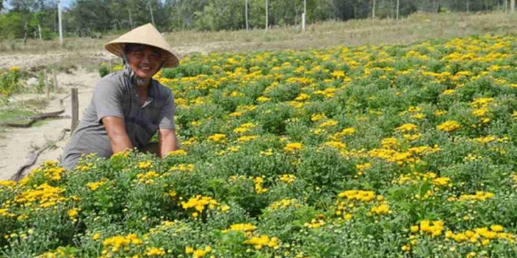 Hoa cúc vàng là một loại hoa đẹp, thơm ngon và dễ chăm sóc.