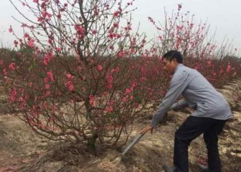 Lựa chọn địa điểm trồng hoa đào