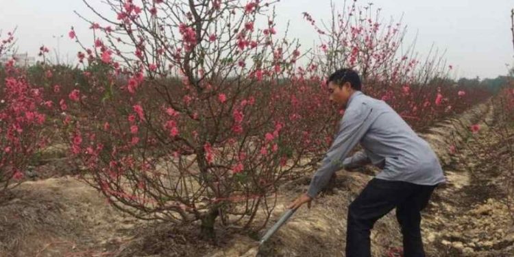 Lựa chọn địa điểm trồng hoa đào