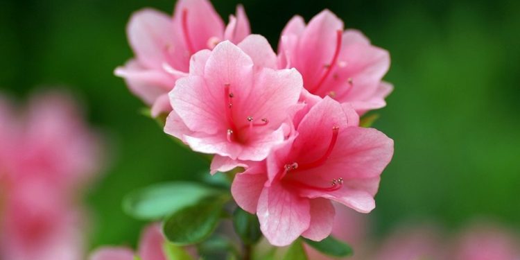 Cách tưới nước và cắt cành cho hoa Đỗ Quyên