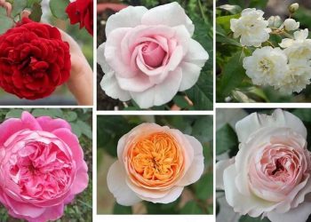 Những đặc điểm của các loại hoa hồng