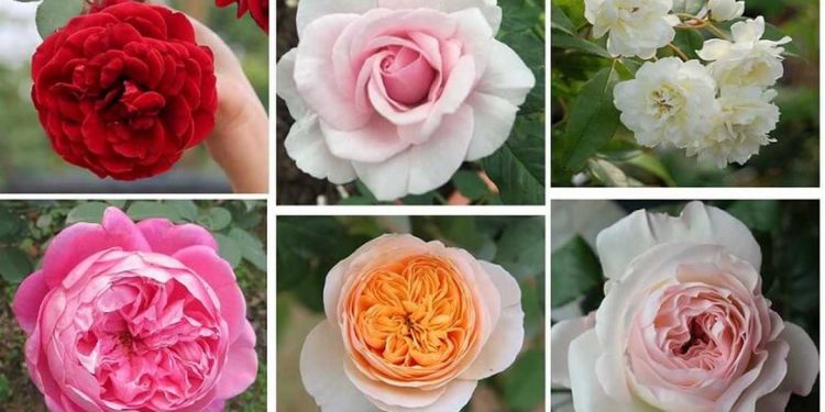 Những đặc điểm của các loại hoa hồng
