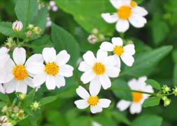 Cách sử dụng thuốc từ hoa xuyến chi đúng cách.