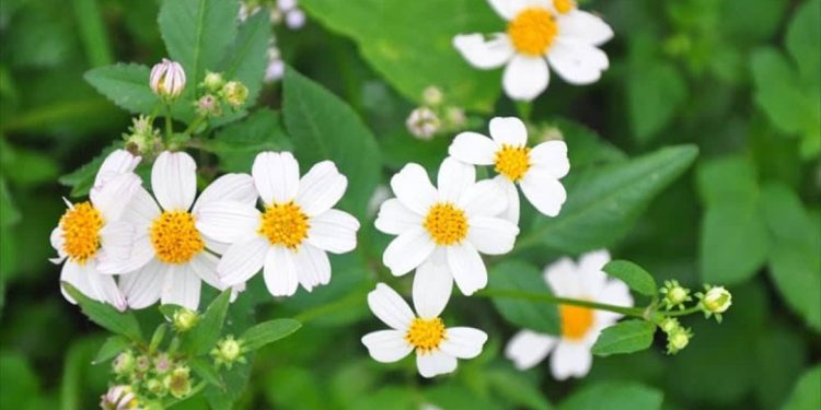 Cách sử dụng thuốc từ hoa xuyến chi đúng cách.