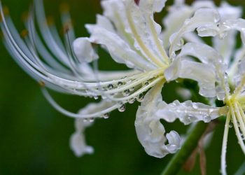 Lưu ý khi trồng hoa bỉ ngạn