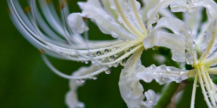 Lưu ý khi trồng hoa bỉ ngạn