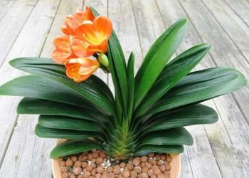 Lưu ý trồng hoa Lan Quân Tử