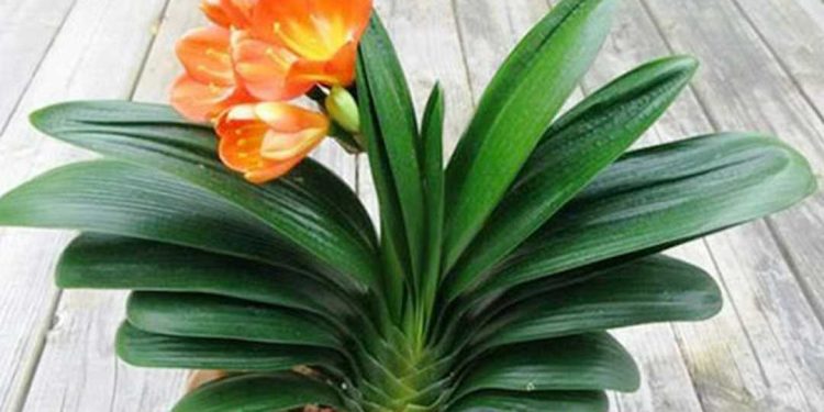 Lưu ý trồng hoa Lan Quân Tử