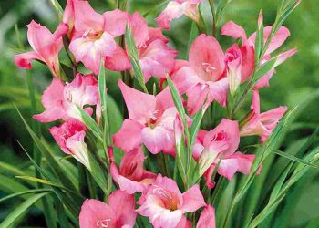 Sự tích hoa lay ơn