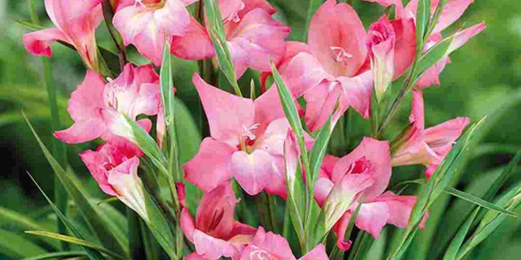 Sự tích hoa lay ơn