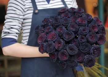 Những điểm đến hợp lý nhất để mua hoa hồng đen