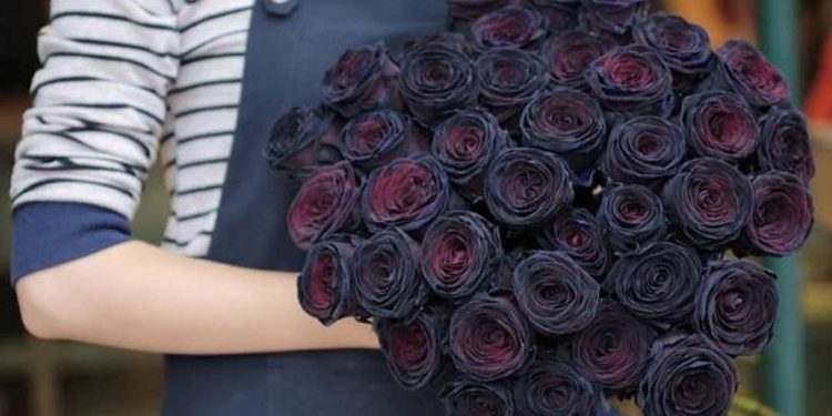 Những điểm đến hợp lý nhất để mua hoa hồng đen